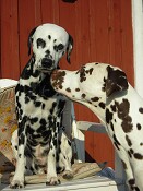 Regel 5: Bli fysisk! Här är det läge för en liten puss...
