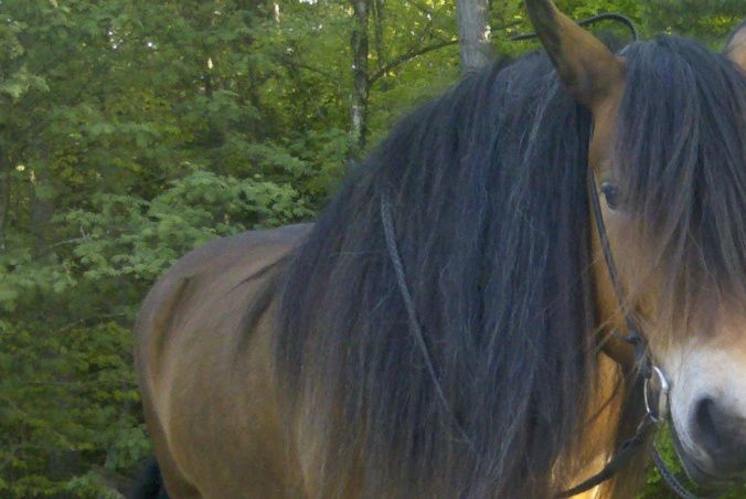Gimla och Bobby i samförstånd. Bobby visar Gimla sin respekt genom att vrida bort huvudet och Gimla håller koll på Bobby med pendlande öron.